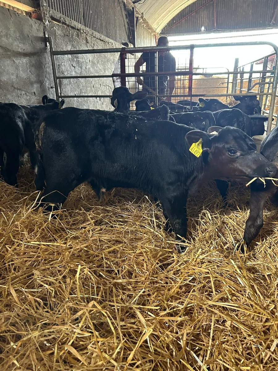 Angus calves - Image 1