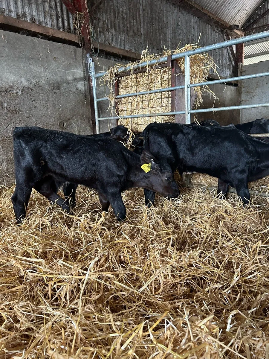 Angus calves - Image 2