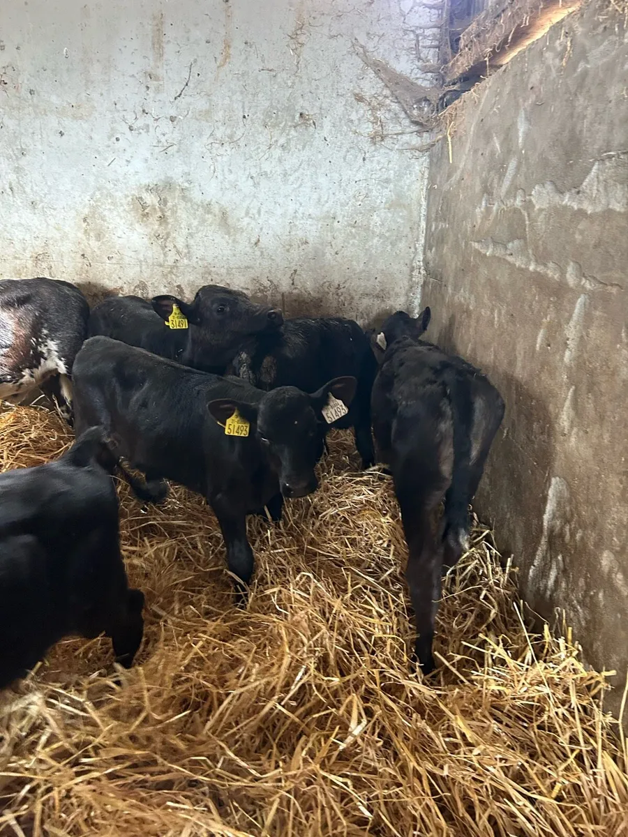 Angus calves - Image 3