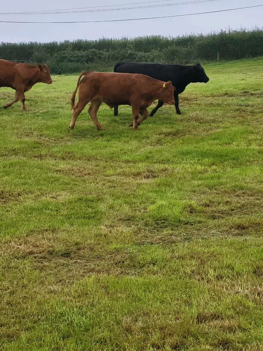 Organic cattle - Image 1