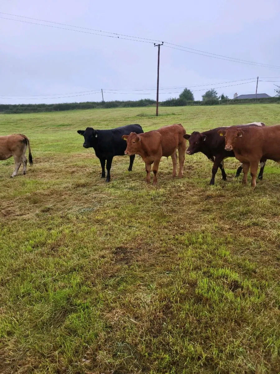 Organic cattle - Image 2