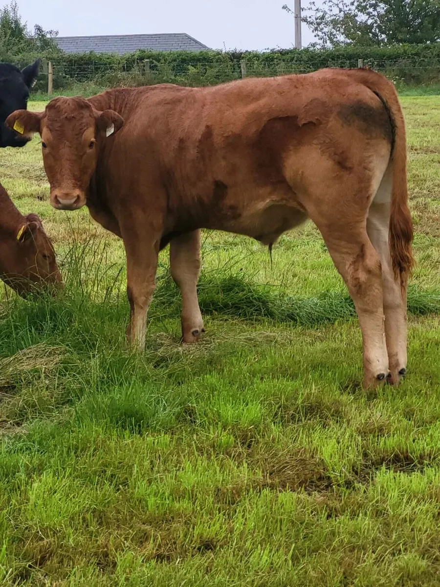 Organic cattle - Image 3
