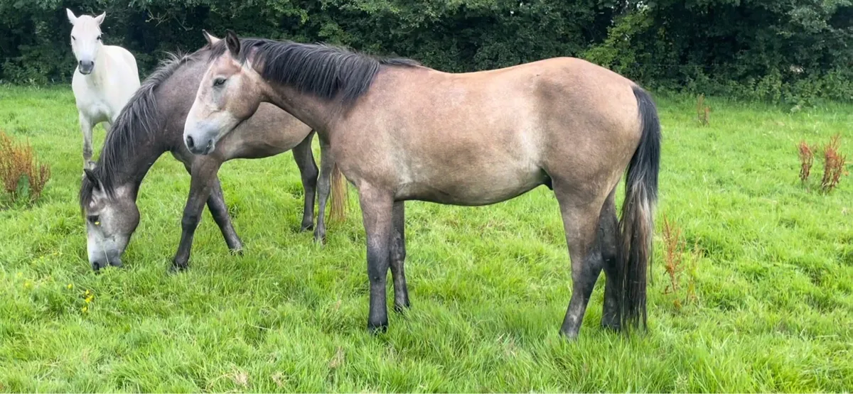 Selection of two and three year old connemaras. - Image 3