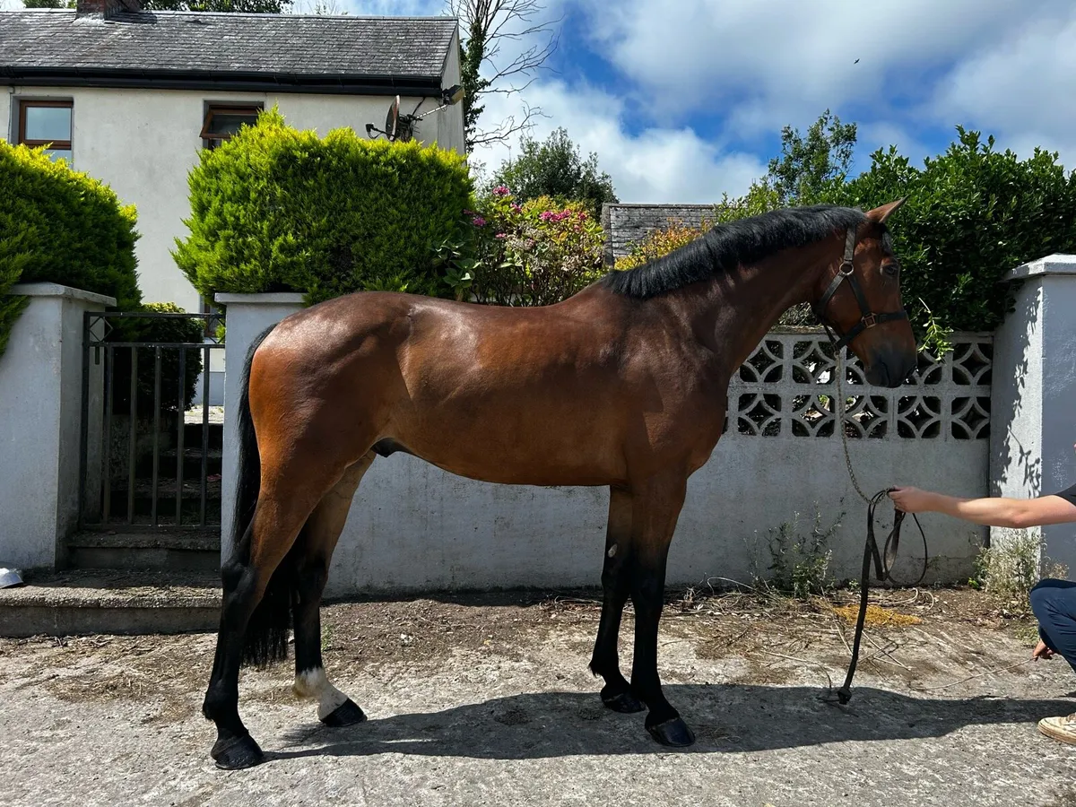 6yo showjumper - Image 1