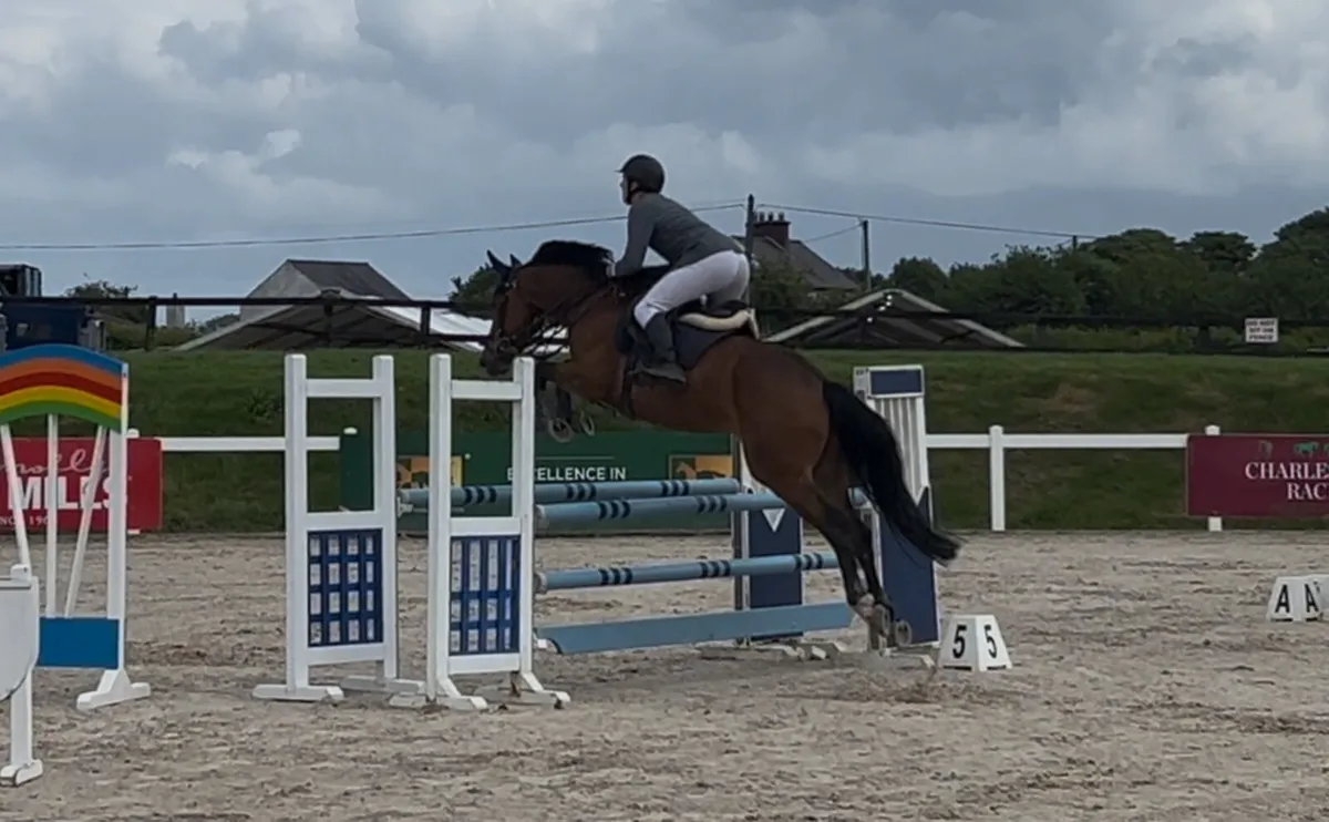 6yo showjumper - Image 2