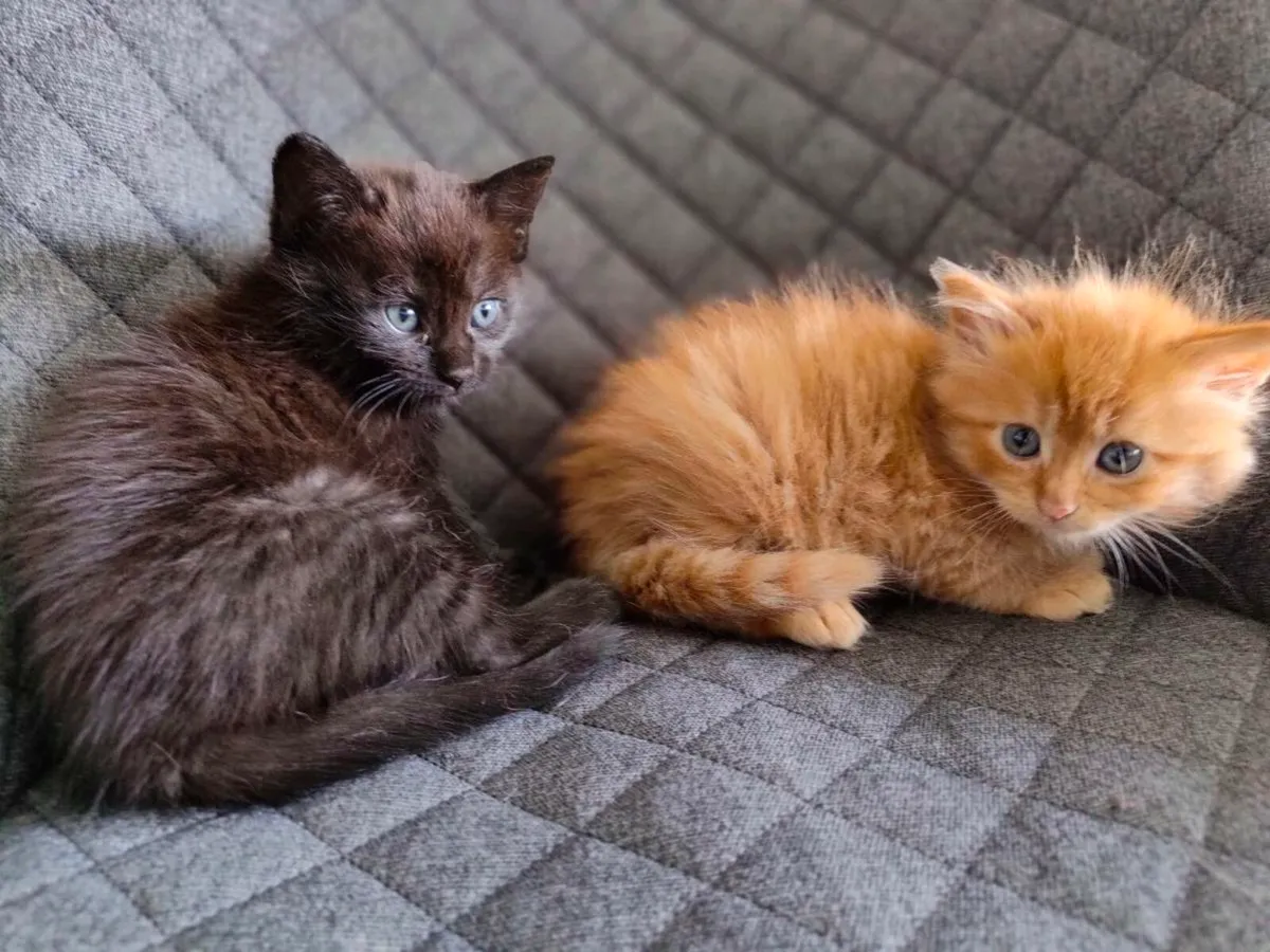Kittens - Image 1