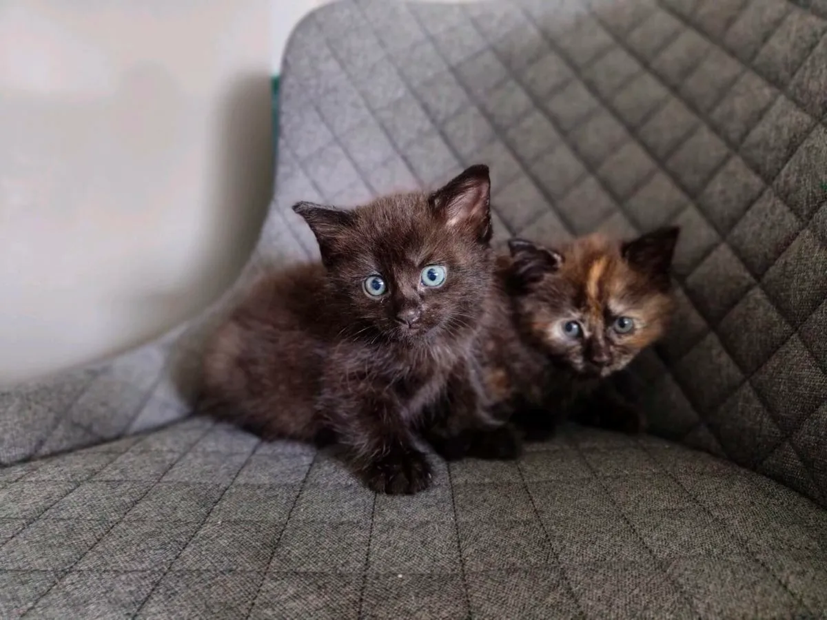 Kittens - Image 2