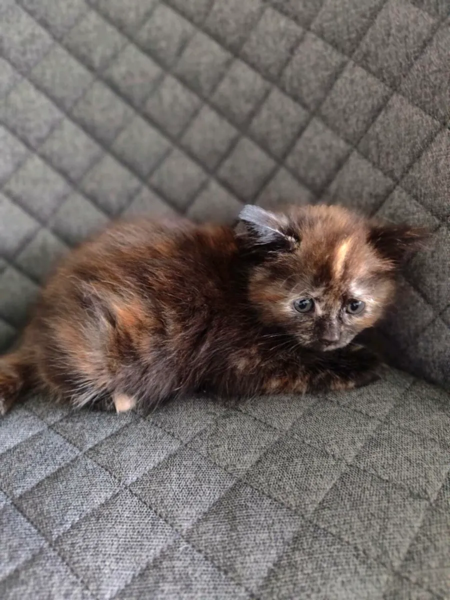 Kittens - Image 3