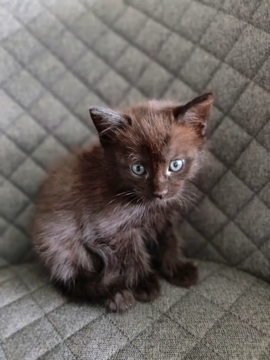 Kittens - Image 4