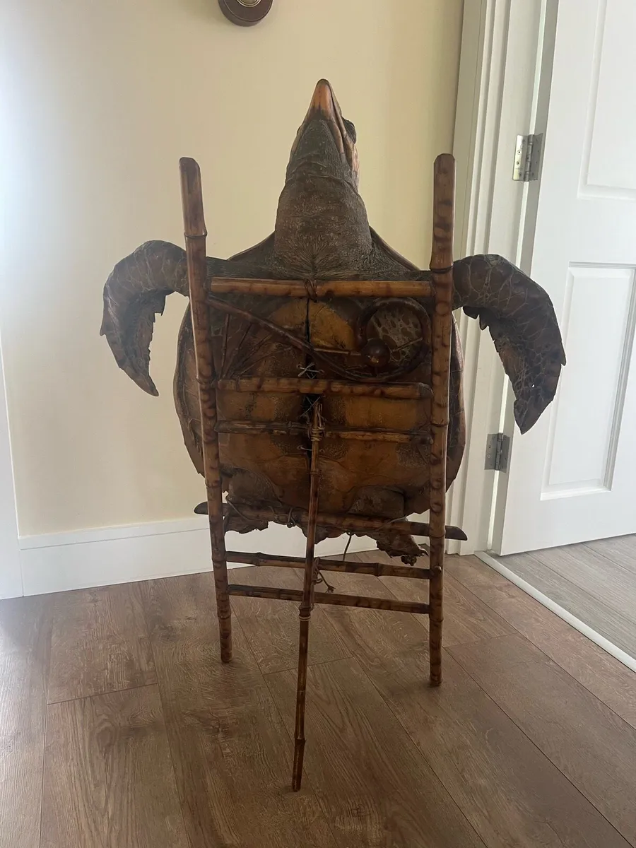 Antique Taxidermy Hawksbill Sea Turtle - Image 4