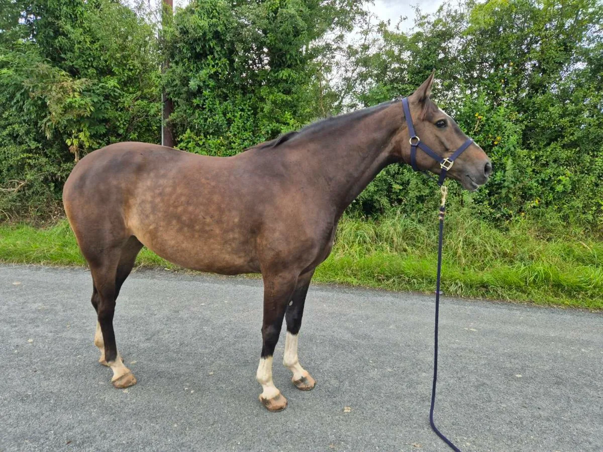 Potential Broodmare/Receipt - Image 1