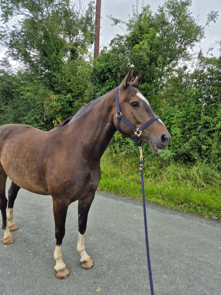 Potential Broodmare/Receipt - Image 2