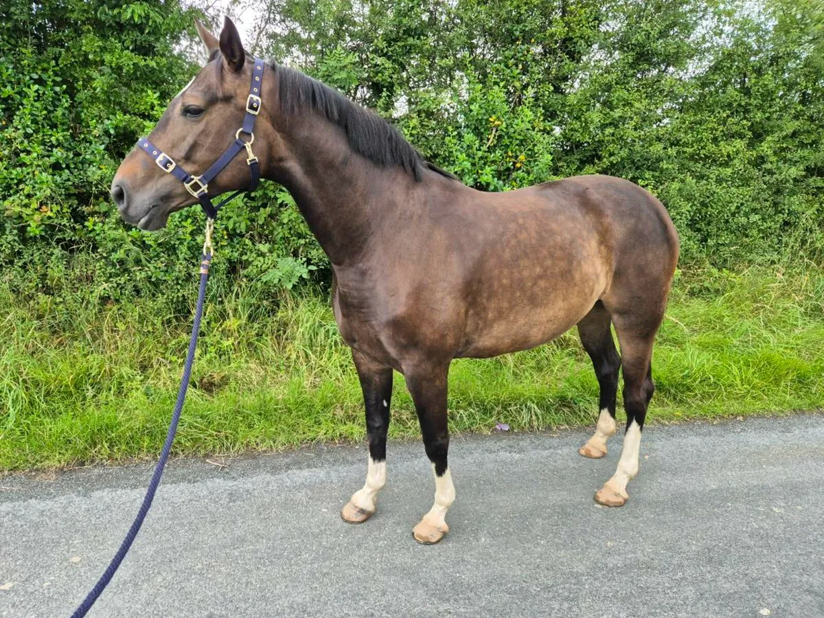 Potential Broodmare/Receipt - Image 3
