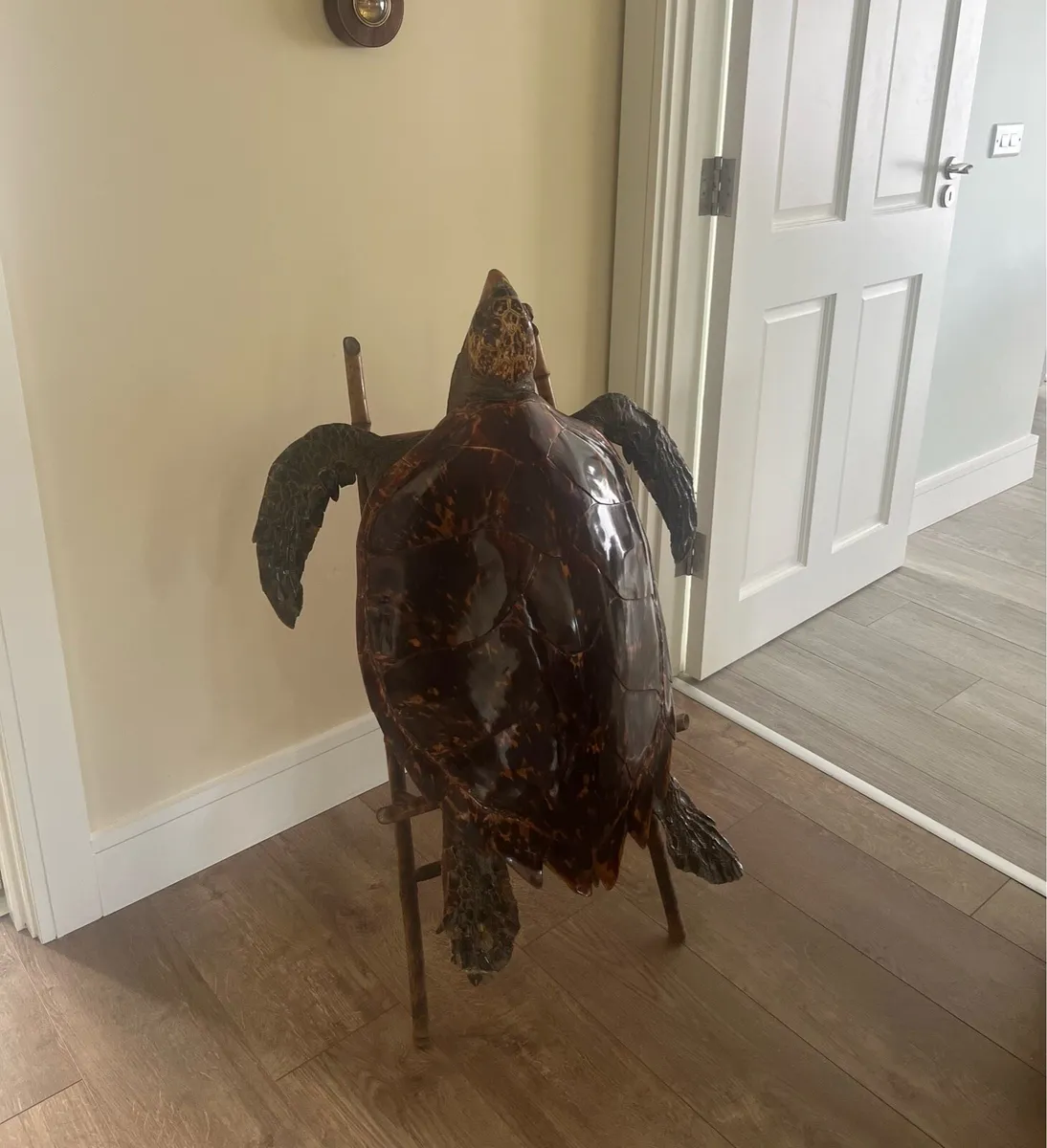 Antique Taxidermy Hawksbill Sea Turtle - Image 1