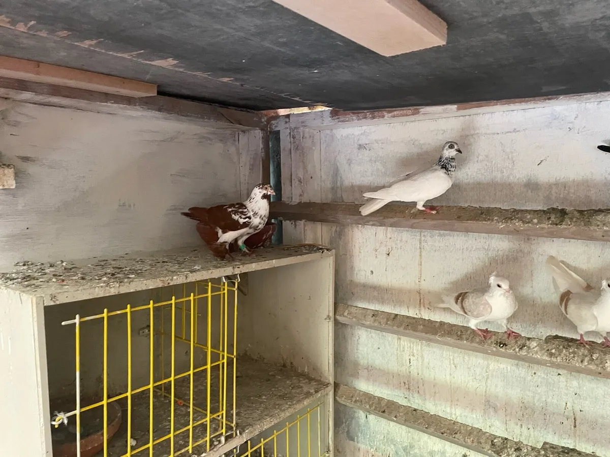 Fancy pigeons import - Image 2