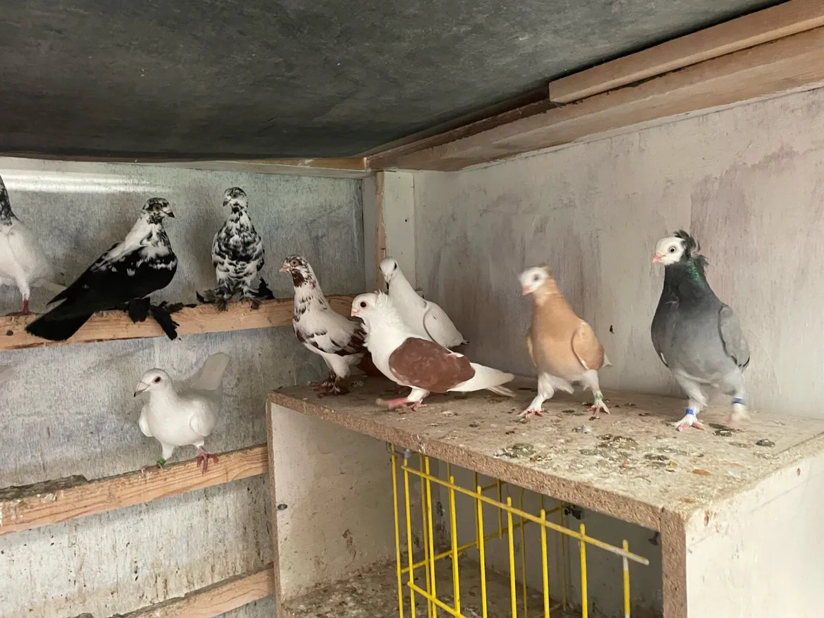 Fancy pigeons import - Image 1