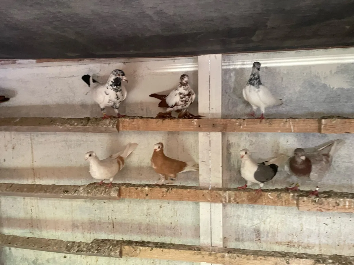 Fancy pigeons import - Image 3