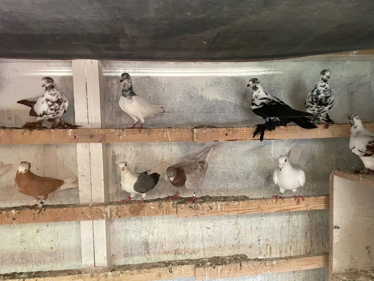 Fancy pigeons import - Image 4