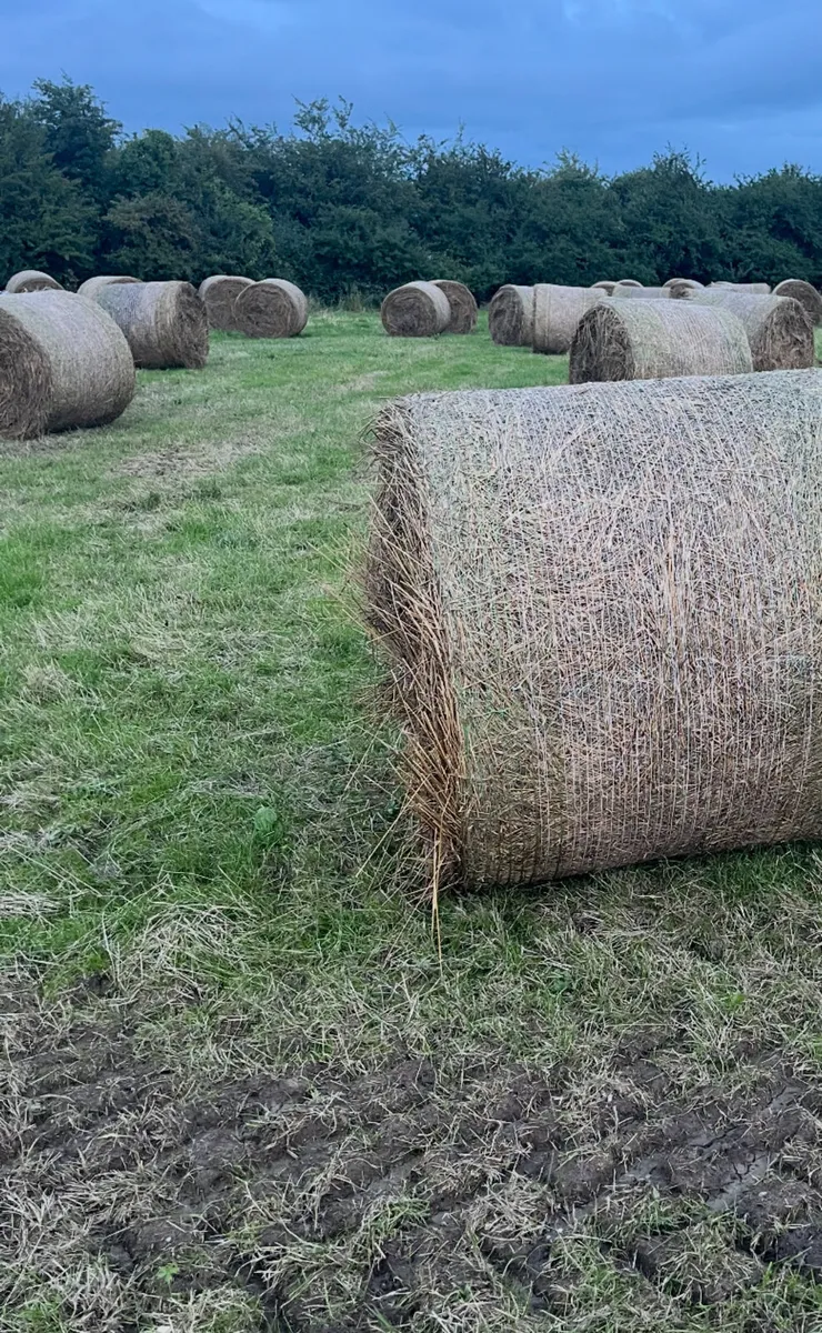 Bedding Round Bales - Image 2