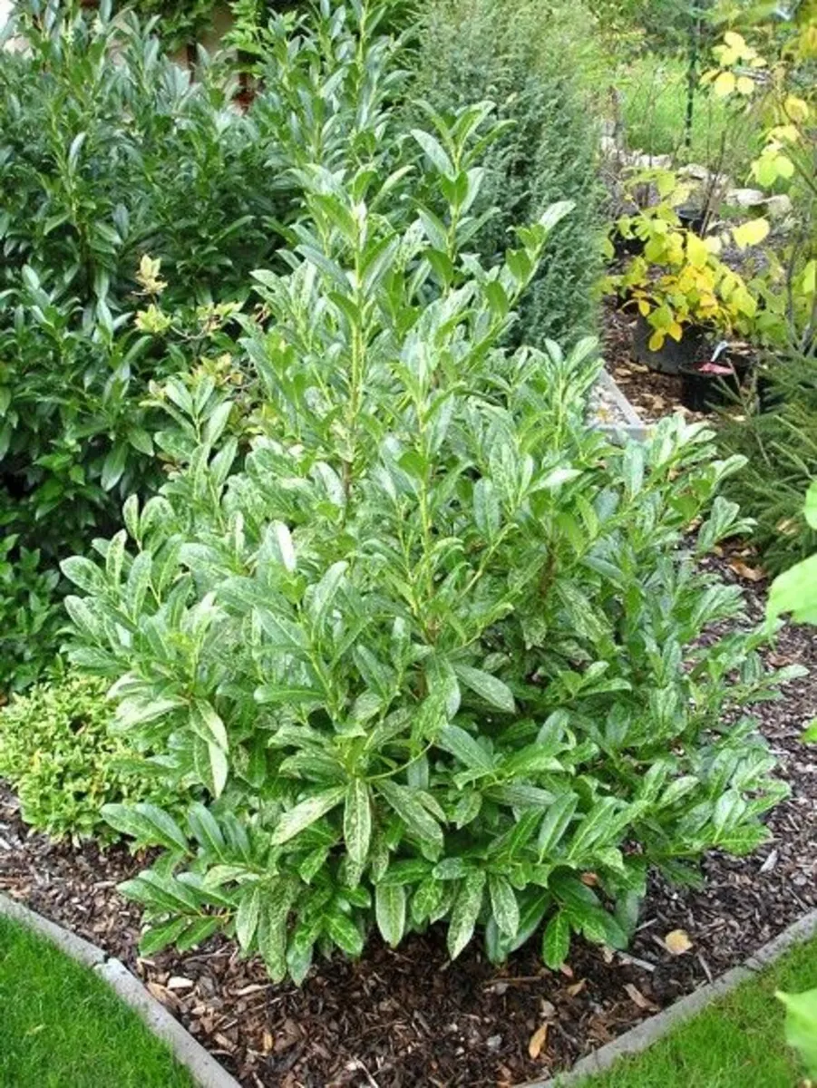 HEDGING ALL SHAPES AND SIZES FROM 1 .50 - Image 3