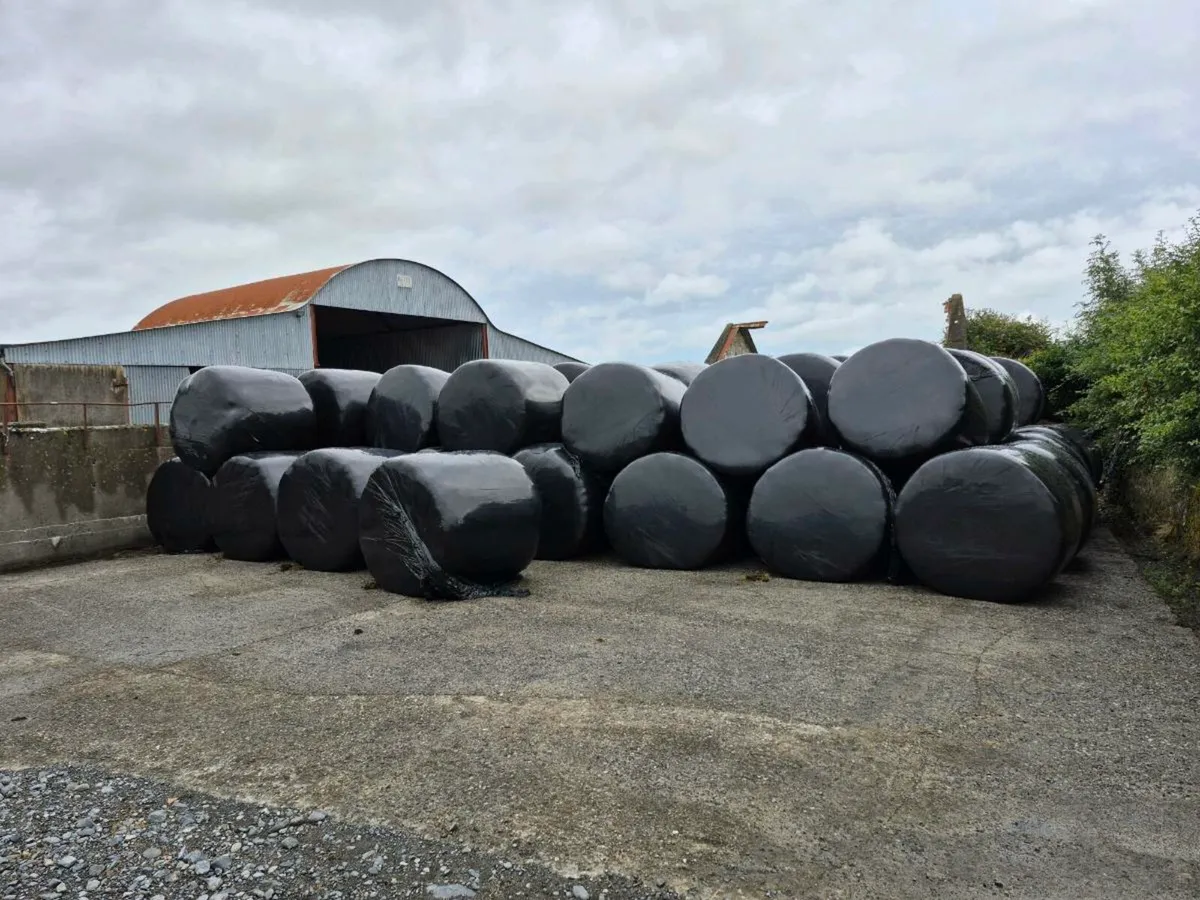 silage bales - Image 1