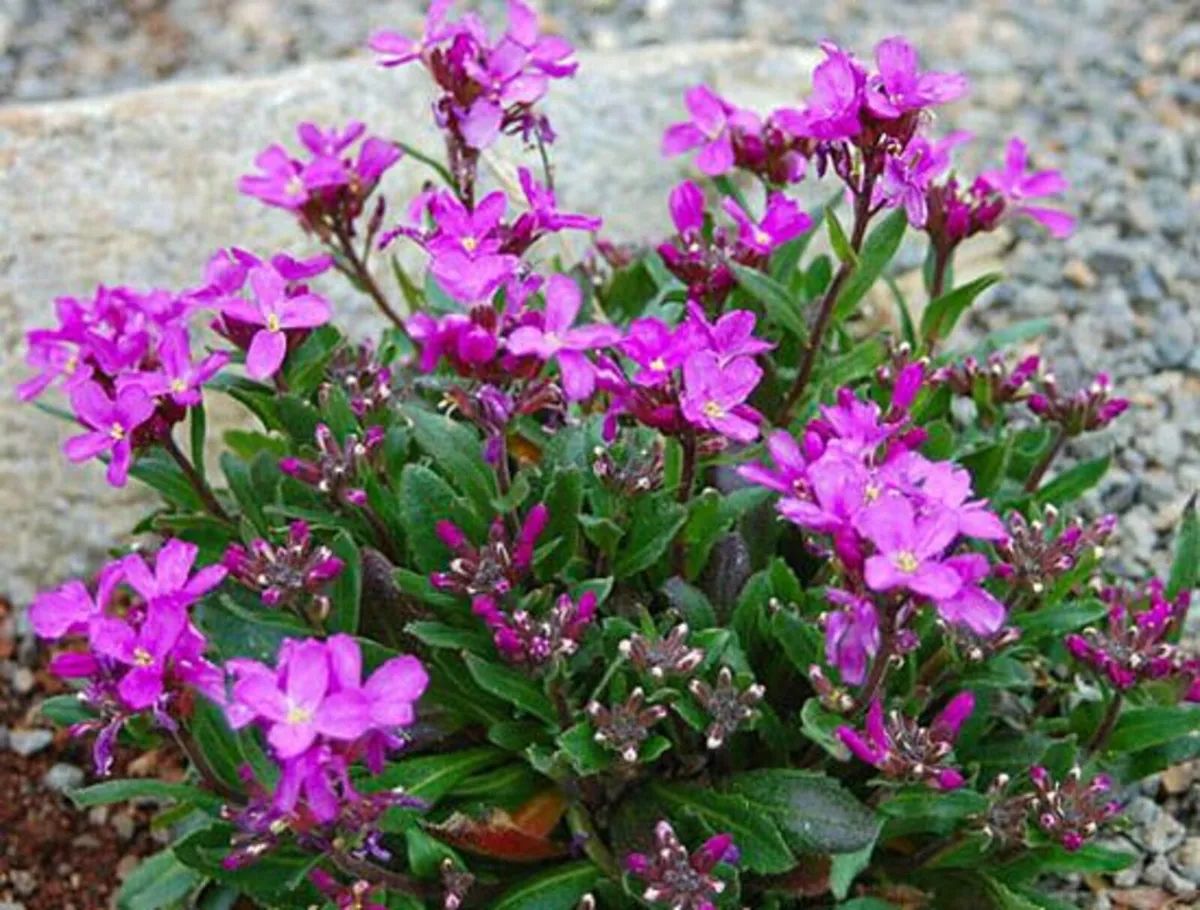 PERENNIALS IN MANY COLOURS - Image 2