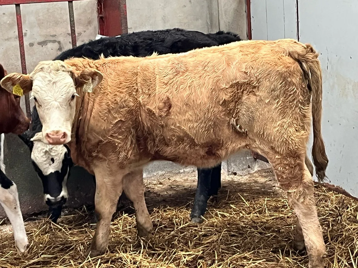 Super 300Kg CH & LIM Heifer Weanlings - Image 1