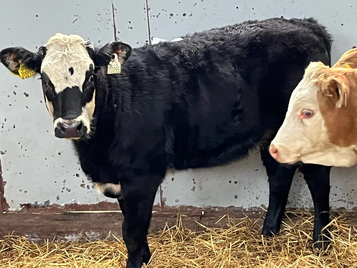 Super 300Kg CH & LIM Heifer Weanlings - Image 2