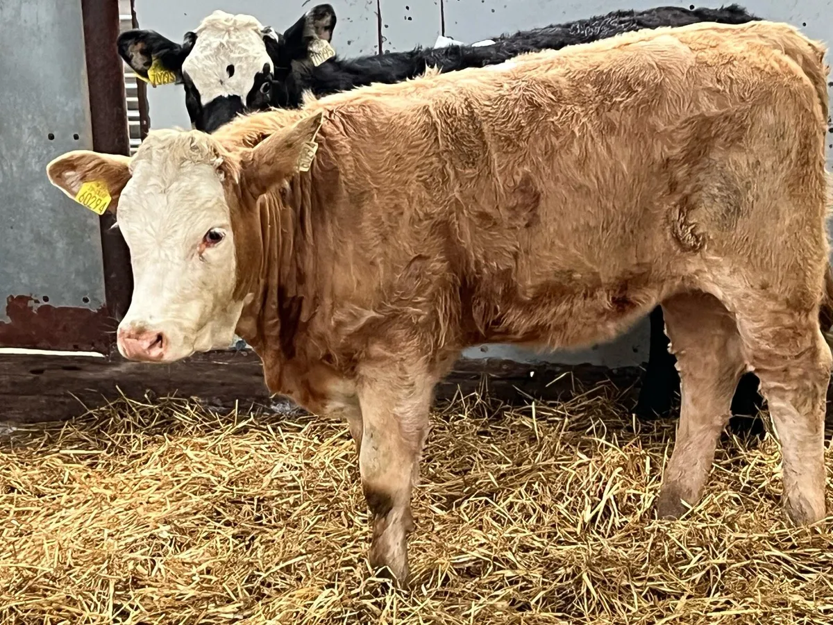 Super 300Kg CH & LIM Heifer Weanlings - Image 3
