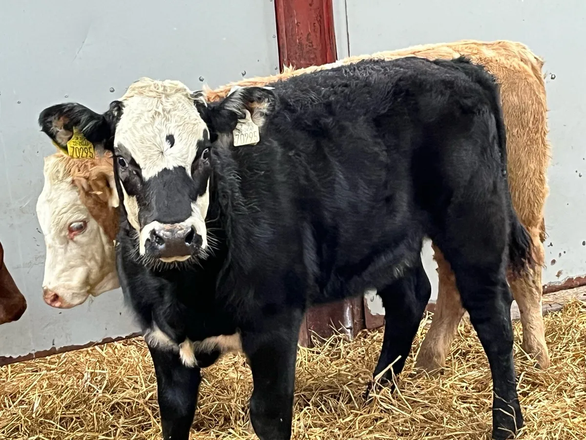 Super 300Kg CH & LIM Heifer Weanlings - Image 4