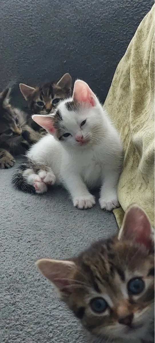 Just adorable babes - Image 1