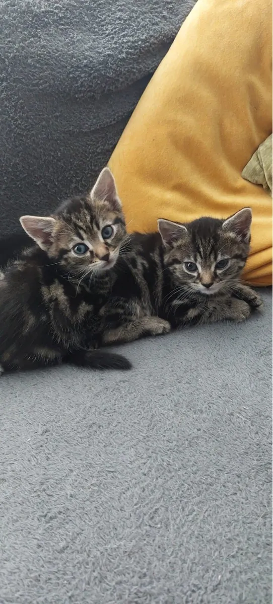 Just adorable babes - Image 3