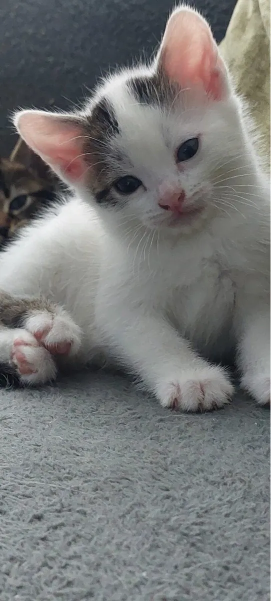 Just adorable babes - Image 4