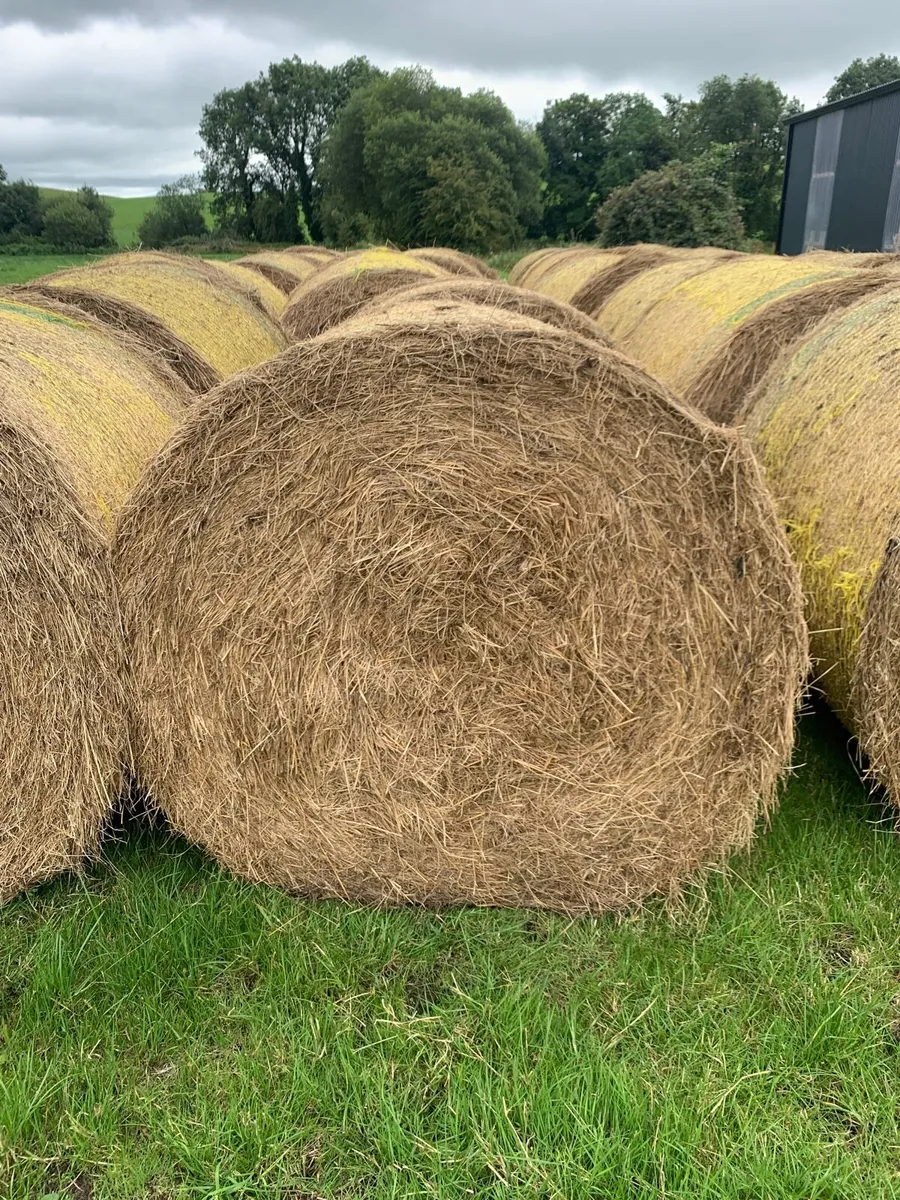 Hay - Image 1