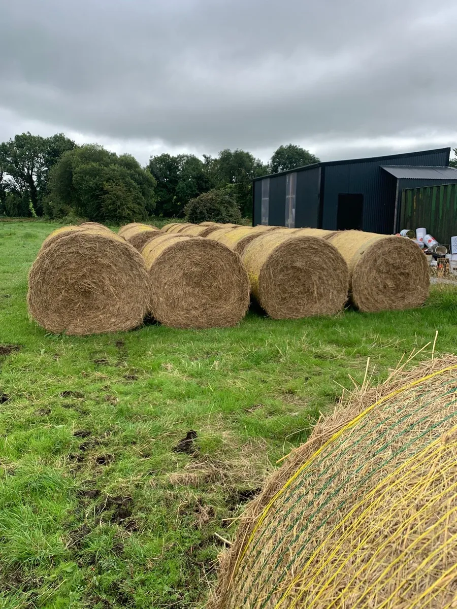 Hay - Image 2