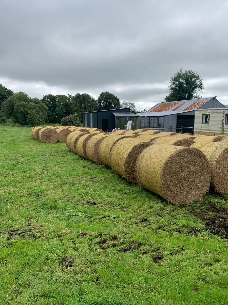 Hay - Image 3