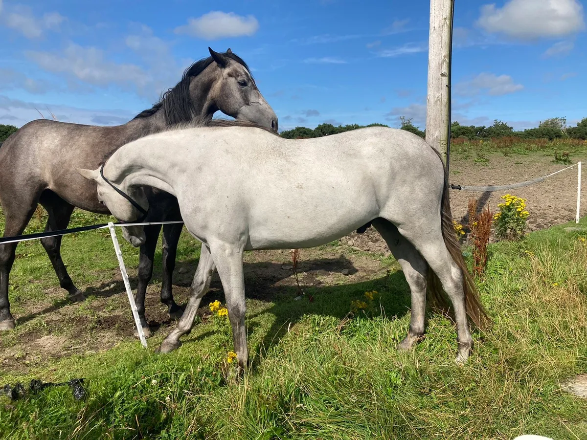 Eventer/Showjumper - Image 1