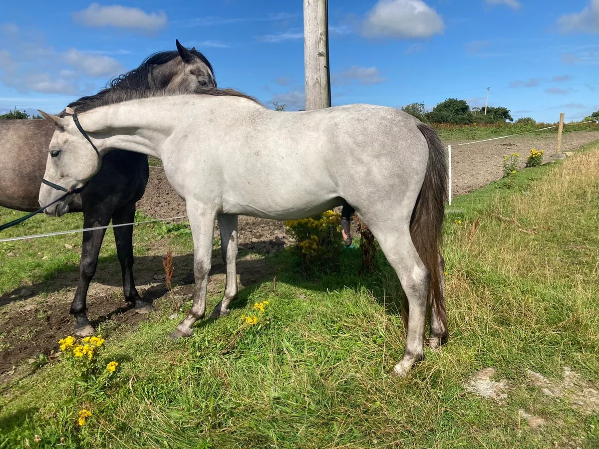 Eventer/Showjumper - Image 2