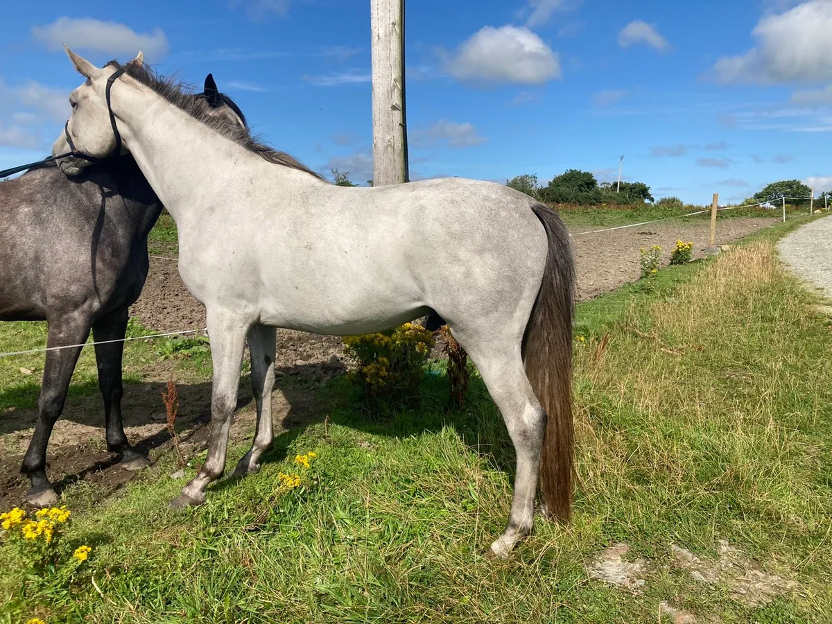 Eventer/Showjumper - Image 4