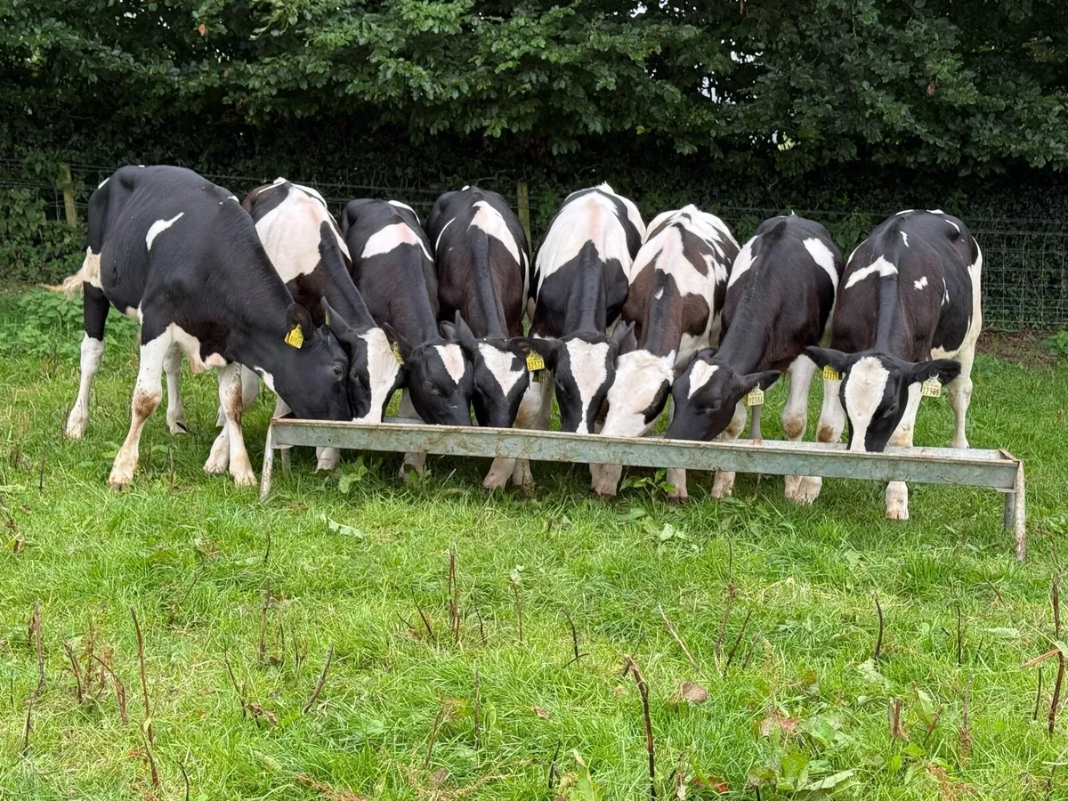 8 British Fresian Bull Weanlings - Image 1