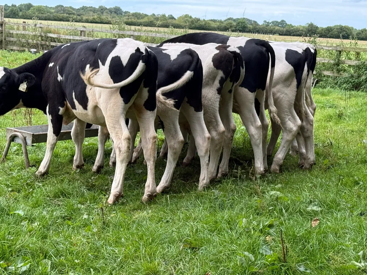 8 British Fresian Bull Weanlings - Image 2