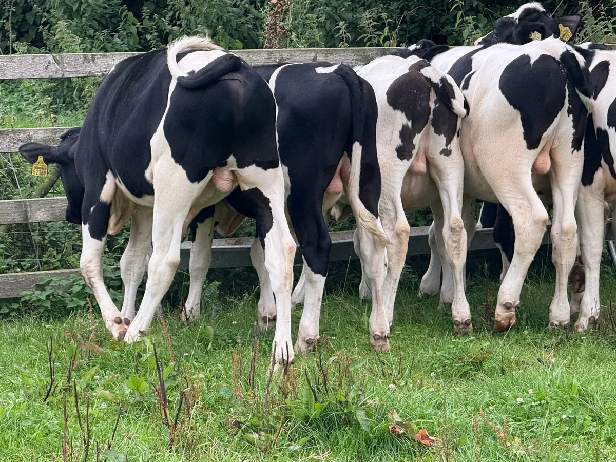 8 British Fresian Bull Weanlings - Image 3