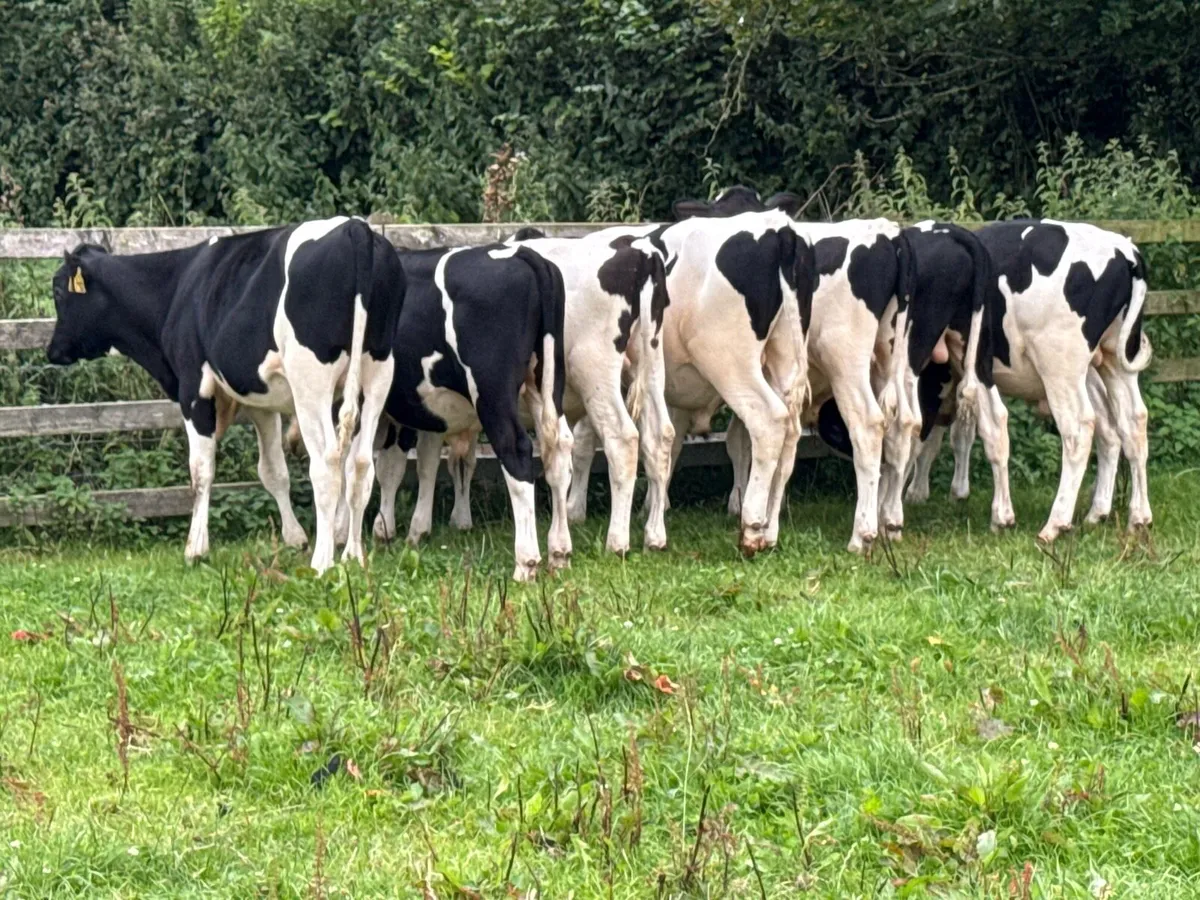 8 British Fresian Bull Weanlings - Image 4