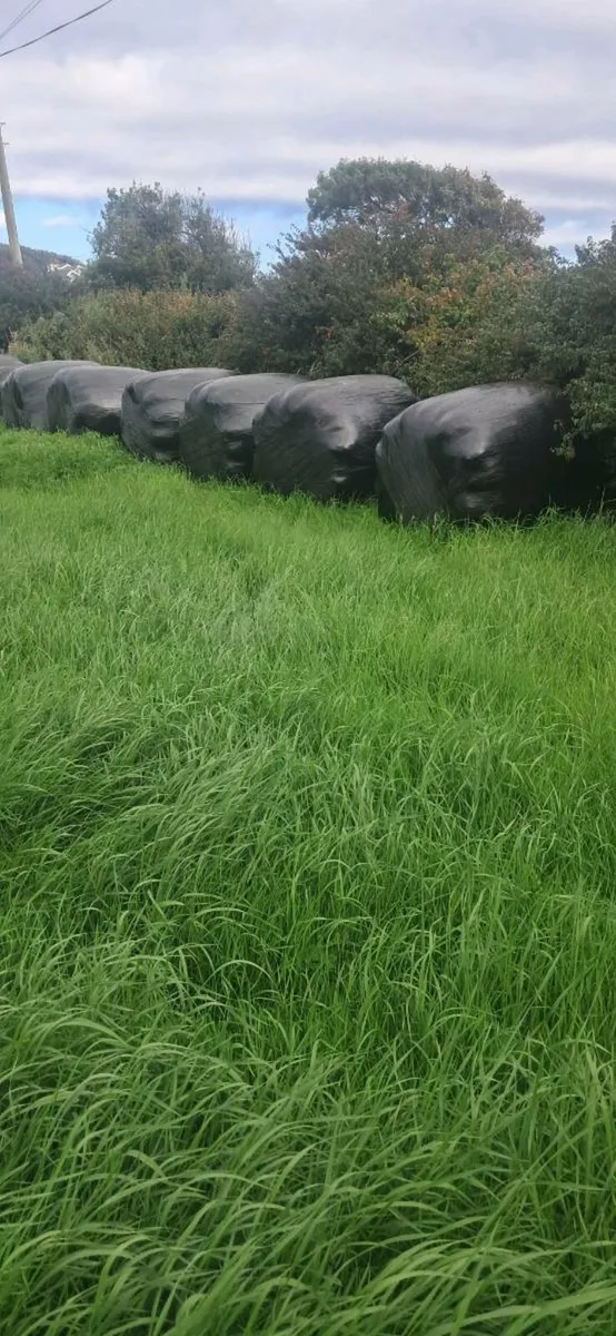Silage bales