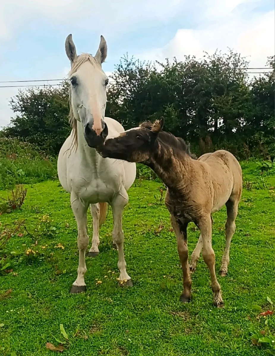 Mare and foal - Image 1