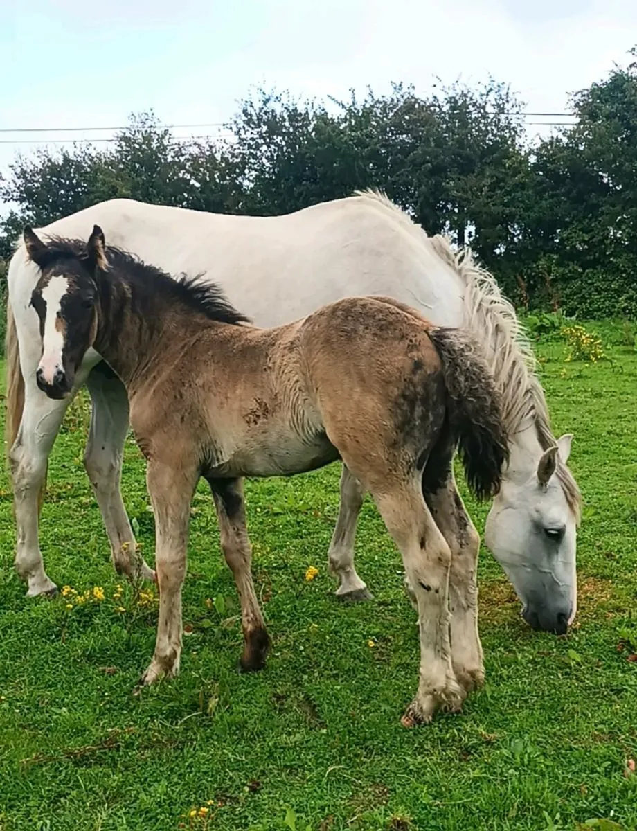 Mare and foal - Image 2