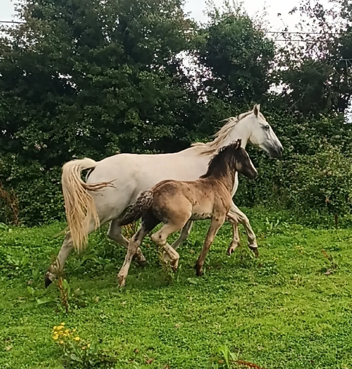 Mare and foal - Image 4