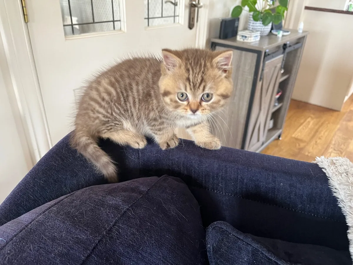 British Shorthair kitten - Image 3