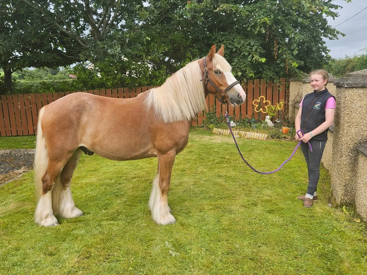 13.2. 7 year old Gelding - Image 4