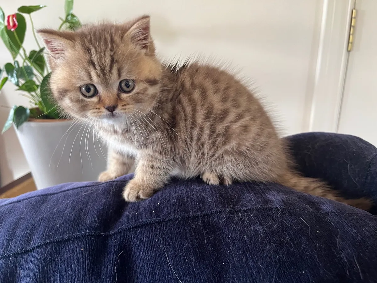 British Shorthair kitten - Image 4